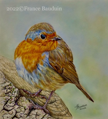 Robin - 20 hours
White Pastelmat
10: x 9"
Ref: My own photo